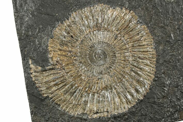 Dactylioceras Ammonite Fossil - Posidonia Shale, Germany #358352